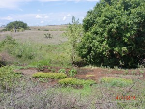 Feld in Ambohitsara